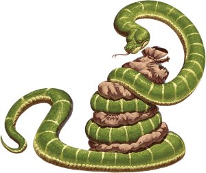 Constrictor Snake.png